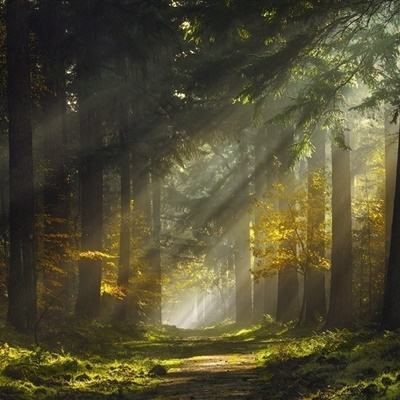 澳門一碼一肖一特一中下載手機版