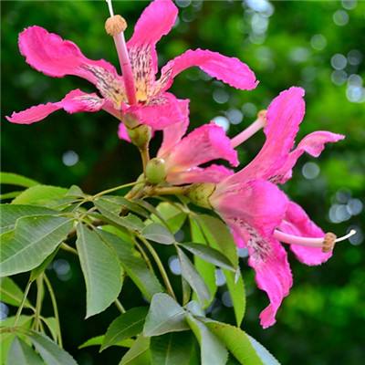 ayx在線登錄入口手機app下載